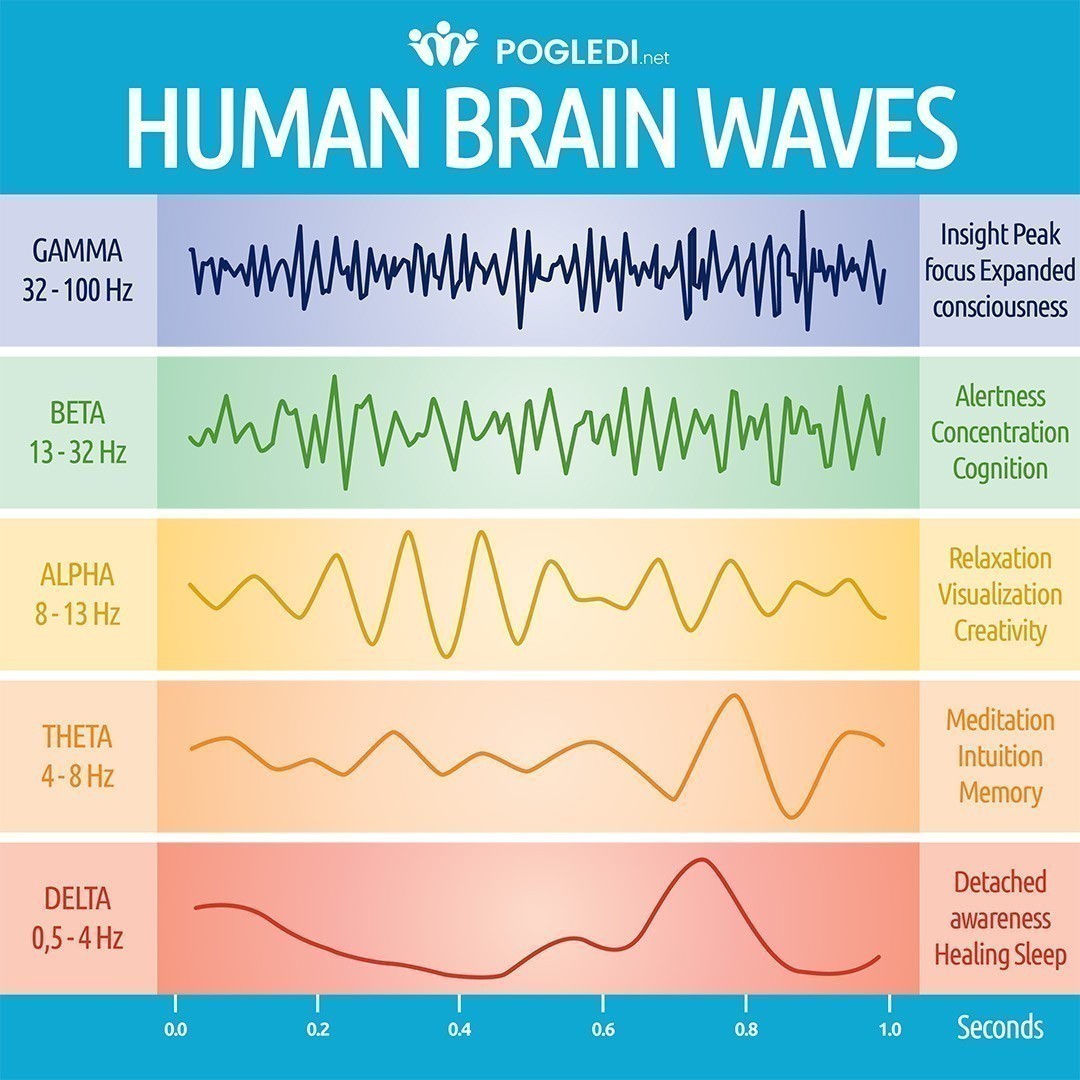 human brain waves